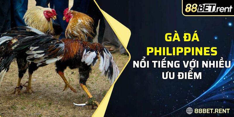 Gà đá Philippines nổi tiếng với nhiều ưu điểm 