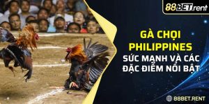 Gà chọi Philippines vừa nổi bật về sức mạnh