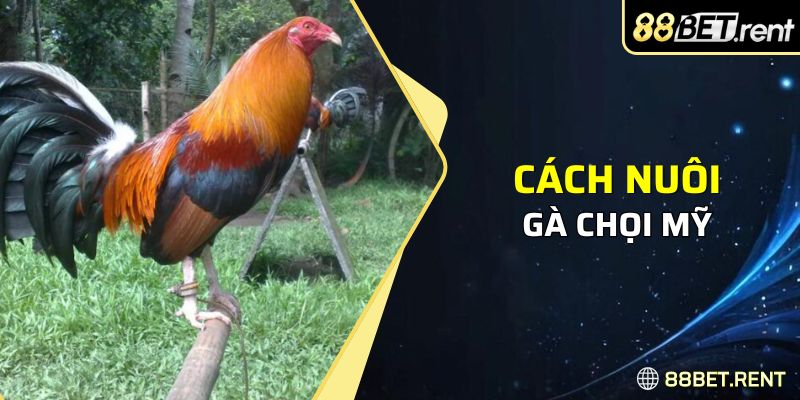 Cách nuôi gà chọi Mỹ