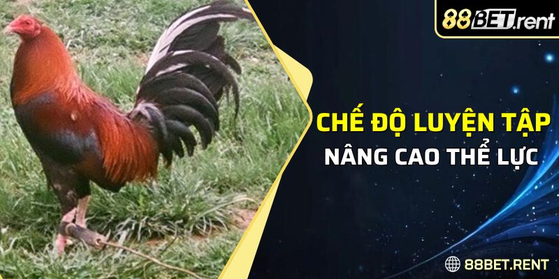 Chế độ luyện tập nâng cao thể lực