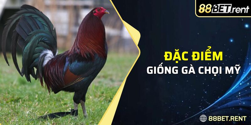 Đặc điểm giống gà chọi Mỹ