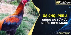 thông tin cần thiết về giống gà chọi Peru