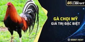 Giống gà chọi Mỹ không chỉ là biểu tượng