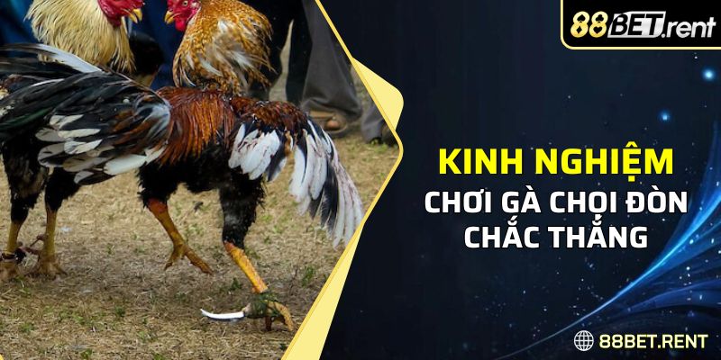 Kinh nghiệm cá cược chọi gà đòn cho tân thủ hiện nay